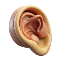 wonderful abstract Ear Anatomy Side View Transparent Background 4K png