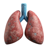 serene classic Lung Model with Bronchi Isolated Element premium png