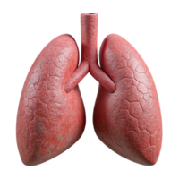 wonderful minimalist Lung Model with Bronchi Isolated Element high quality png