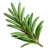 elegant modern Rosemary Sprig Fresh Isolated professional png