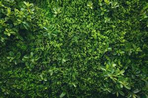 Lush green foliage with a variety of textures and shades, creating a vibrant natural backdrop. photo