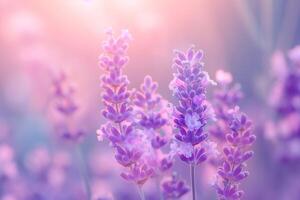 Delicate lavender blooms with soft hues under a gentle sunset glow, creating a serene and tranquil atmosphere. photo