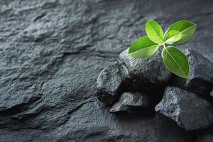 A green seedling grows from dark rocks, symbolizing resilience and nature's beauty. photo