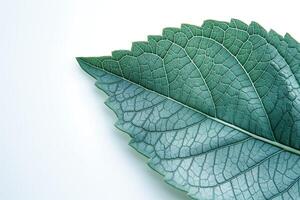 A close-up of a lush green leaf, showcasing intricate vein patterns and textures against a light background. photo