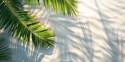 Lush green palm leaves cast graceful shadows on a sandy surface, evoking a tropical paradise. photo