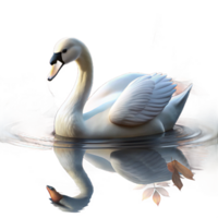 vibrant rustic A graceful swan gliding across a still lake reflecting the autumn foliage, soft lighting, impressionistic style high resolution png