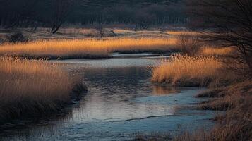 Calm river flows through golden reeds. Tranquil scene with natural beauty in soft light, creating a serene and picturesque landscape. photo