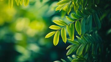 Lush green foliage creates a serene natural scene. Leaves and branches are in soft focus adding to the calm ambiance. photo