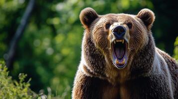 A close up of a bear roaring with its mouth open, revealing its teeth, with a blurry green foliage background on a sunny day. photo