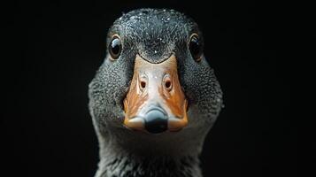 Close-up portrait of a duck with detailed feathers and a striking gaze. The bird's intense stare and detailed features are captivating. photo