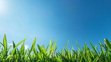 A ground-level view reveals vibrant green grass reaching towards a clear, expansive blue sky. Nature's simplicity is on full display. photo