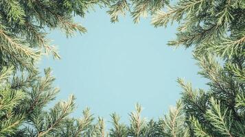 Green fir branches frame a light blue background in this nature-themed photograph, creating a simple and elegant winter vibe. photo