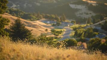 Golden meadow overlooking a rolling landscape, soft focus creates a sense of tranquility. Lush trees and a winding road add depth. photo