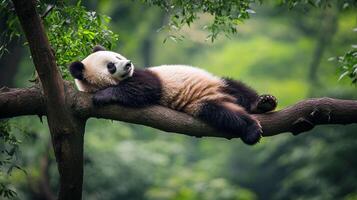 Giant Panda taking an afternoon nap on a tree branch, surrounded by lush greenery, embodies relaxation and wildlife tranquility. photo