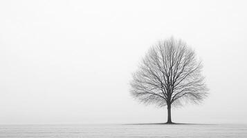 Solitary tree silhouette against a misty, ethereal backdrop, its branches bare and reaching into the soft, diffused light. photo