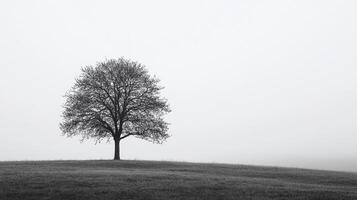 A solitary tree stands silhouetted against a white sky, creating a minimalist and serene landscape. The scene is quiet and evocative. photo