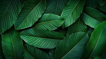 Lush green leaves in a dense, textured pattern create a sense of natural abundance and tranquility. Perfect for nature lovers photo