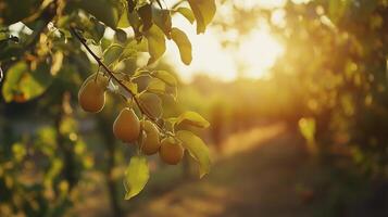 Sunlit pear tree with ripe fruit and green leaves, conveying a sense of natural beauty, abundance, and agricultural harvest. photo