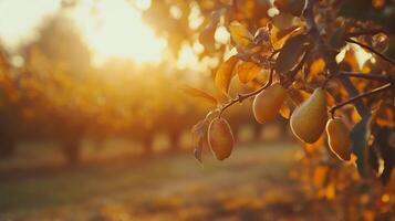 Golden pear tree bathed in warm sunlight. A moment of nature's simple beauty, captured at golden hour. photo