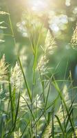 Sunlit Grass Blades with Dewdrops in Morning Nature Background photo