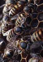 Closeup of honeybees buzzing on a hexagonal honeycomb pattern photo
