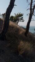 Walk with action camera on food path in pine tree forest on Mediterranean coastline, first person view, video
