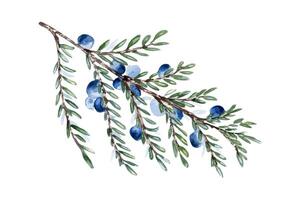 Juniper twig and berries watercolor illustration isolated on white. Greenery coniferous in soft colors hand drawn. Delicate evergreen branch in botanical sketch for label gin, nature foliage design. vector