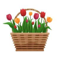 A wicker basket with various colorful tulips, bright, spring time. vector
