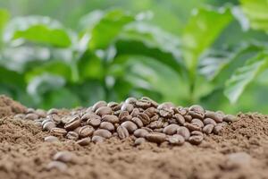 Coffee beans on soil with green foliage in the background. photo