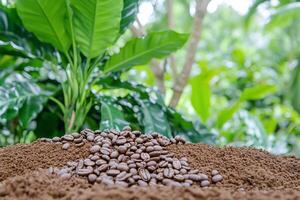 Coffee beans on ground coffee with lush green foliage in the background. photo