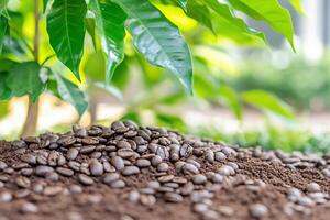 Coffee beans in the ground photo