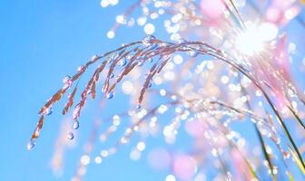 Water droplets on grass with blue sky background photo