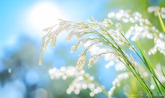 A close-up of delicate grass illuminated by sunlight and bokeh effects. photo