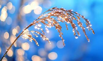 A close up of a plant with water droplets photo