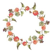 Cloudberry raspberry on stems with green leaves hand drawn in watercolor, red ripe forest berry. Isolated botanical illustration wreath round frame. Restaurant, cafe menu, farmers market, recipe book vector