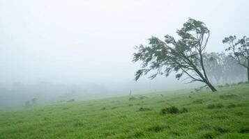 A lone tree in a green field with foggy weather photo