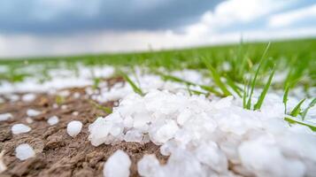 Hail on the ground in a field photo