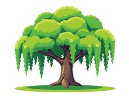 A single willow tree with green leaves and long dangling branches. vector