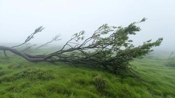 Powerful gusts of wind bending trees sideways, an ominous sign of a severe storm system approaching swiftly. photo