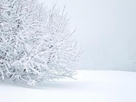 Desaturated winter landscape with frost-covered trees, subtle blue-gray hues, and a peaceful atmosphere photo
