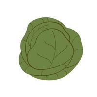 illustration of Cabbage head in flat style on isolated background. Hand drawn green cole vegetable for logo, label, sign, card, template, print, paper. Harvest cauliflower, food, garden vector
