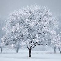 SnowCovered Trees Create a Winter Wonderland in a Serene and Beautiful Scene photo