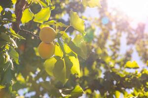 Ripe apricots on the tree in the summer. photo