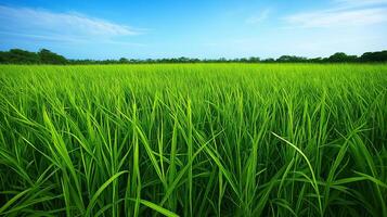 Fresh green grasses in focus in the field. Carbon net zero concept photo