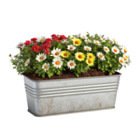 Vibrant daisies in red, white, and yellow bloom inside a rectangular silver metal planter, isolated, nature's beauty png