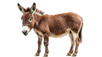 Donkey stands gracefully exhibiting its fluffy coat and playful demeanor in a well-lit studio setting png