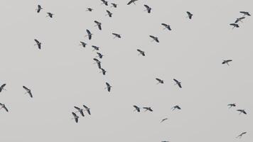 Flock of large birds gracefully soars overhead. Storks gliding effortlessly through the sky, their wide wings outstretched as they ride the air currents video