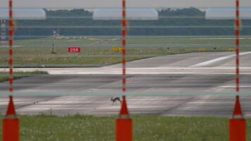 Hare is spotted on the airfield at the airport, captured from a viewpoint through the fence, with the surrounding runway and airport infrastructure visible in the background video