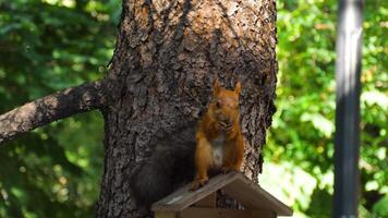 Red squirrel eating in the wild. A fluffy-tailed rodent perched on a conifer branch in the forest video