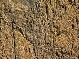 Stone texture in colorful garden with inlets video